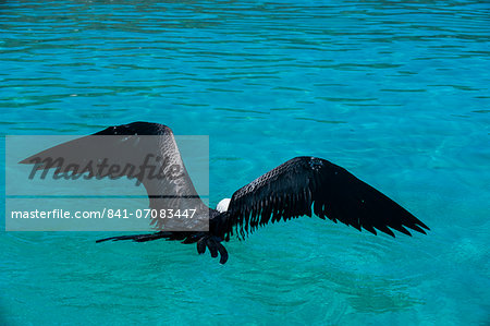 Frigate bird and turquoise waters of Isla Espiritu Santo, Baja California, Mexico, North America