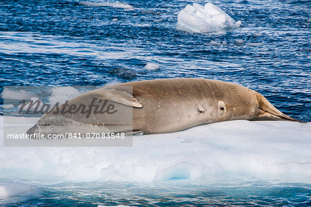 Leopard seal (Hydrurga leptonyx) lying on an ice shelf, Cierva Cove, Antarctica, Polar Regions