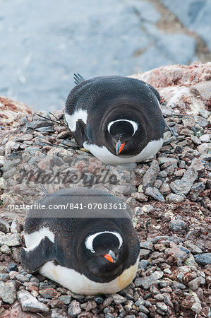 Adelie penguins (Pygoscelis adeliae), Port Lockroy research station, Antarctica, Polar Regions