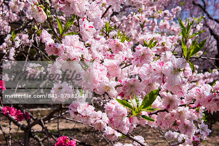 Cherry blossom in the Shinjuku-Gyoen Park, Tokyo, Japan, Asia