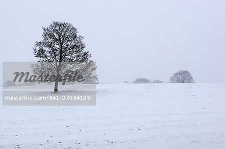 Snowy landscape with trees, Broadwell, Gloucestershire, Cotswolds, England, United Kingdom, Europe