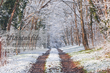 Snow covered trees in the Loire Valley area, Loir-et-Cher, Centre, France, Europe Snow covered trees in the Loire Valley area, Loir-et-Cher, Centre, France, Europe