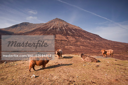 Highland cattle on the Isle of Skye in the Highlands, Inner Hebrides, Scotland, United Kingdom, Europe