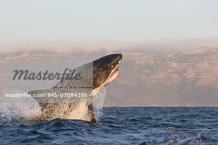 Great white shark (Carcharodon carcharias), Seal Island, False Bay, Simonstown, Western Cape, South Africa, Africa