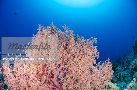 Splendid knotted fan coral  (Acabaria splendens), Ras Mohammed National Park, Red Sea, Egypt, North Africa, Africa