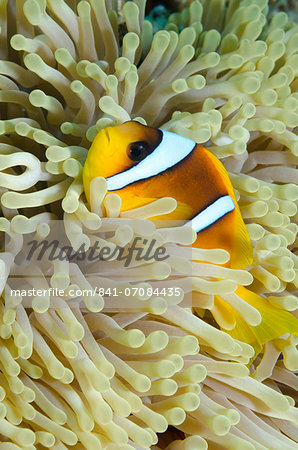 Red sea anemone fish (Amphiprion bicinctus) and magnificent anemone, (Heteractis magnifica), Ras Mohammed National Park, off Sharm el-Sheikh, Sinai, Red Sea, Egypt, North Africa, Africa