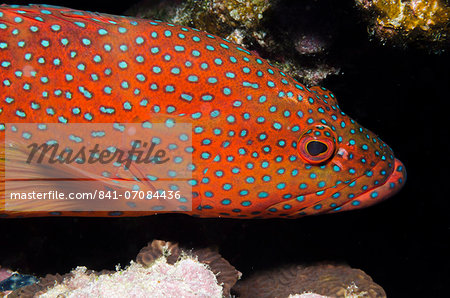 Red Sea coral grouper (Plectropomus pessuliferus) close-up, Ras Mohammed National Park, off Sharm el-Sheikh, Sinai, Red Sea, Egypt, North Africa, Africa