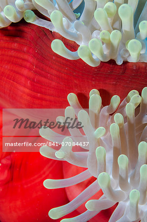 Close-up of mantle of magnificent anemone (Heteractis magnifica), Ras Mohammed National Park, off Sharm el-Sheikh, Sinai, Red Sea, Egypt, North Africa, Africa