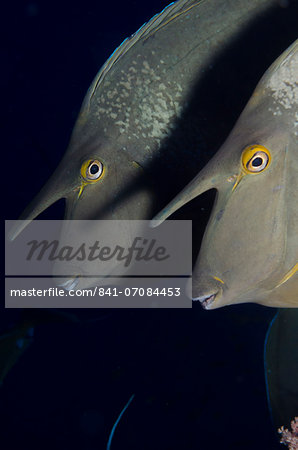 Bluespine unicorn fish (Naso unicornis) close-up, Ras Mohammed National Park, off Sharm el-Sheikh, Sinai, Red Sea, Egypt, North Africa, Africa