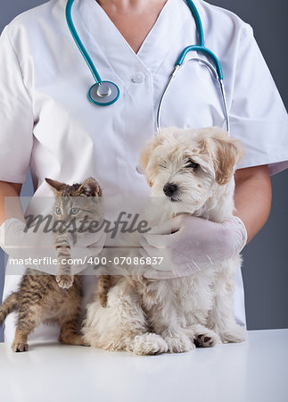 Animal doctor closeup with pets - a kitten and a small dog