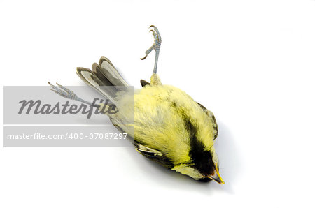 A close up of a deceased blue tit