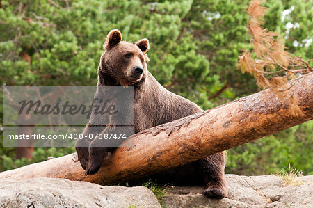 A brown bear resting in a forest