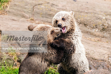 Closeup of two young brown bears playing together.