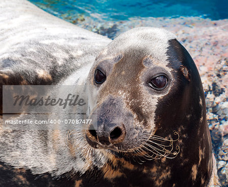 Closeup of the head of a Grey seal