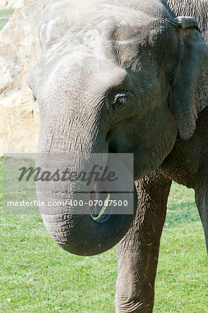 Closeup of the head of a Asian elephant