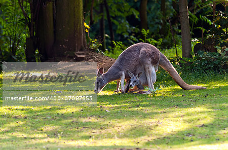 A female red kangaroo with a young kangaroo in the pouch