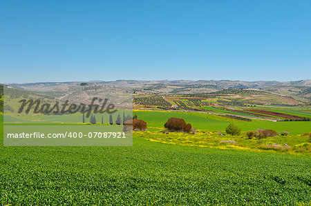 Green Field in Israel, Spring