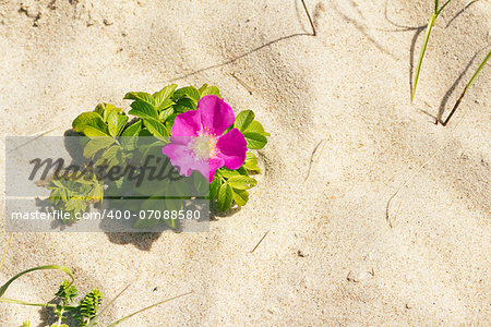 Blossoming flower of a dog-rose on beach sand