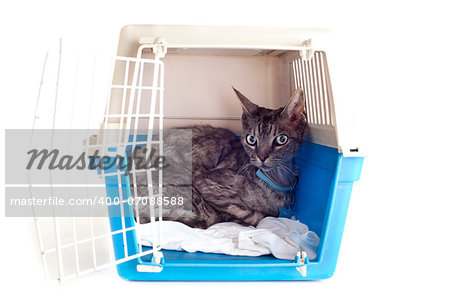 cat closed inside pet carrier isolated on white background