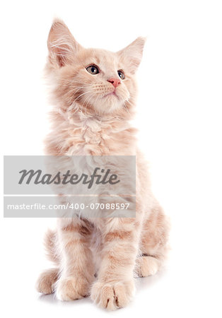 portrait of a purebred maine coon kitten on a white background portrait of a purebred maine coon kitten on a white background