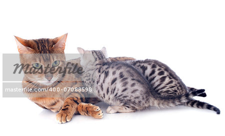 portrait of a purebred  bengal cat and kitten on a white background