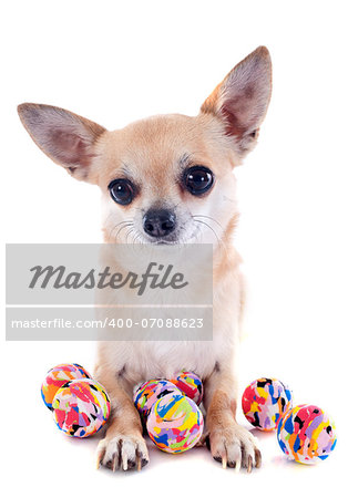 portrait of a cute purebred  puppy chihuahua and balls in front of white background