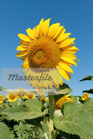 Sunflower on field against clear blue sky