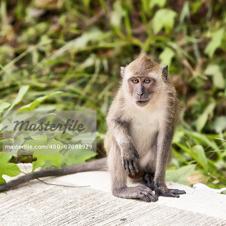 funny macaque monkey sitting on asphalt road