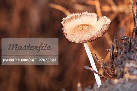 Macro photography of mushroom growing from tree