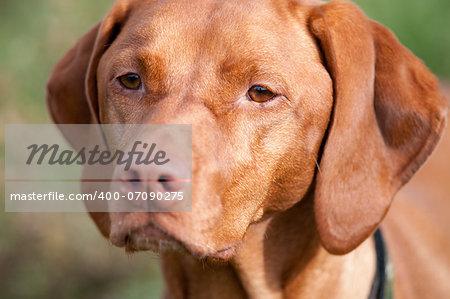 A purebred Vizsla dog stares off into the distance