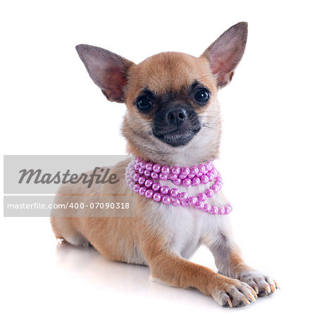 portrait of a cute purebred  puppy chihuahua with collar in front of white background
