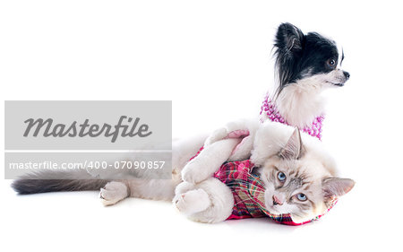 birman kitten and chihuahua in front of white background
