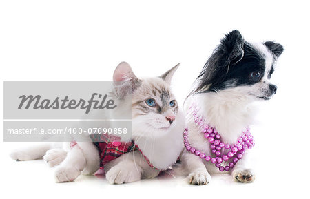 birman kitten and chihuahua in front of white background