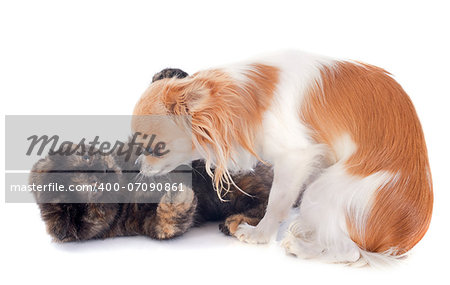 Exotic Shorthair kitten playing with a chihuahua in front of white background