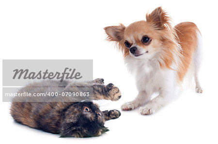 Exotic Shorthair kitten playing with a chihuahua in front of white background