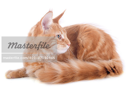 portrait of a purebred  maine coon kitten, four month old, on a white background