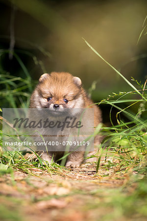 Small Pomeranian puppy sitting in the green grass