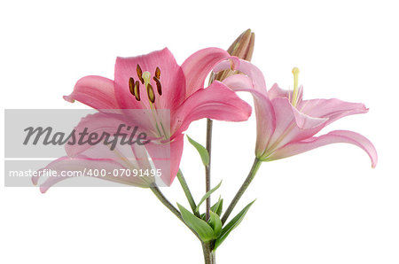 Beautiful pink lilies isolated on white background.