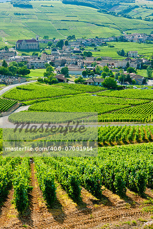 vineyards near Fuisse, Burgundy, France