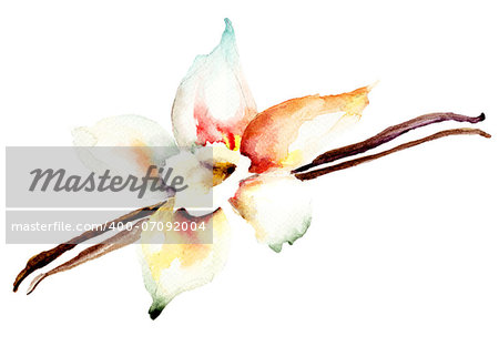 Vanilla pods and flower, watercolor illustration