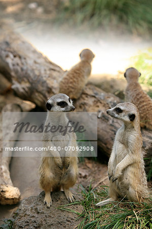 Meerkat or suricate (Suricata, suricatta) is a small mammal and a member of the mongoose family. Zoo in New Zealand