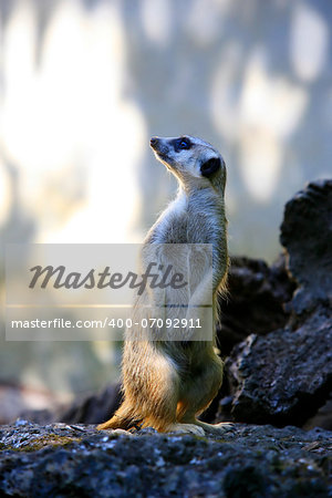 Meerkat or suricate (Suricata, suricatta) is a small mammal and a member of the mongoose family. Zoo in New Zealand