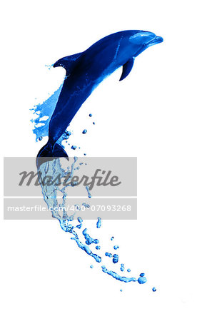 Nice trained dolphin make high jump from water on white background
