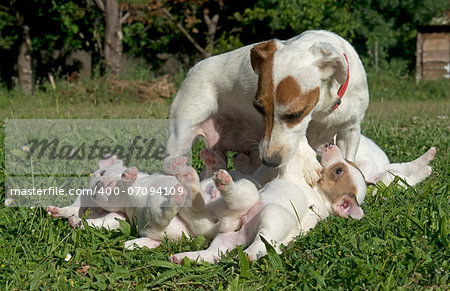 portrait of a family jack russel terrier in the nature