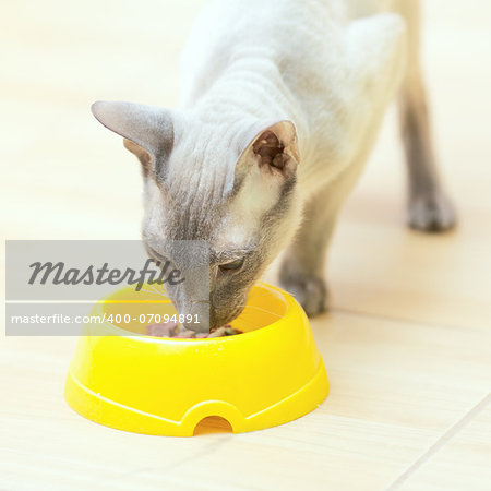 eating hairless oriental cat close up, peterbald