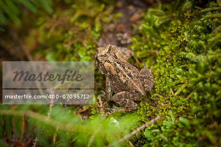 a spotted frog sitting on mossy ground