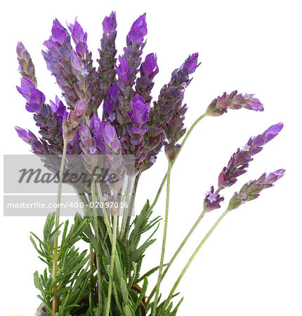 Fresh lavender field  flowers isolated on white background