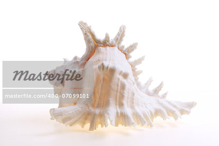 Isolated seashel on white background