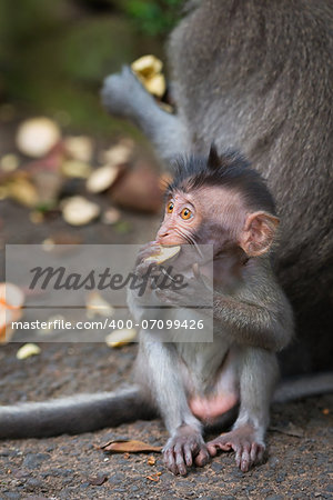 Monkey small child macaque learn to bite hard food near his mother