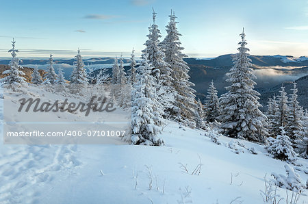 Morning winter mountain landscape with fir trees on slope and footsteps.